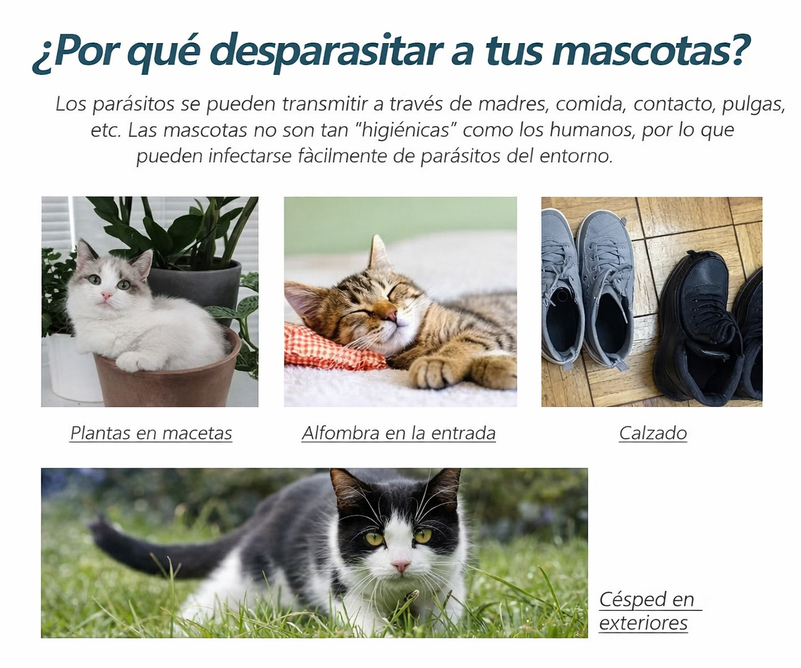 Agente Antipulgas y Garrapatas para Gatos y Perros – Spray de 50ml, Protección Rápida y Segura